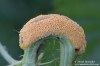 rez kopřivová (Houby), Puccinia urticata (Fungi)